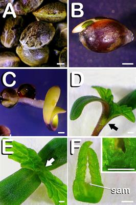 Development of a Direct in vitro Plant Regeneration Protocol From Cannabis sativa L. Seedling Explants: Developmental Morphology of Shoot Regeneration and Ploidy Level of Regenerated Plants